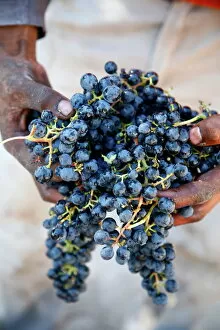 Harvest worker holding Malbec wine grapes, Mendoza, Argentina, South America