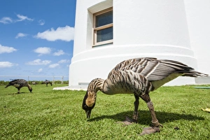 Hawaiian goose (nene) (Branta sandvicensis), at Historic Kilauea Lighthouse, Kilauea Hawaiian goose (nene) (Branta sandvicensis), at Historic Kilauea Lighthouse, Kilauea