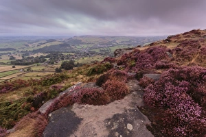 Heather on Curbar Edge at dawn with Curbar and distant Calver villages, late summer Heather on Curbar Edge at dawn with Curbar and distant Calver villages, late summer