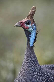 Related Images Gallery: Helmeted Guinea fowl (Numida meleagris), Ngorongoro Crater, Tanzania, East Africa, Africa