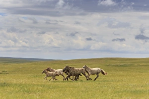 Herd of dappled and pale horses and foals gallop and canter, lush grassland with flowers in summer Herd of dappled and pale horses and foals gallop and canter, lush grassland with flowers in summer