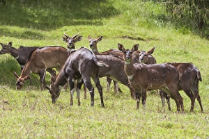 Herd of mountain nyalas (Tragelaphus buxtoni) (Balbok), Bale Mountains, Ethiopia, Africa Herd of mountain nyalas (Tragelaphus buxtoni) (Balbok), Bale Mountains, Ethiopia, Africa