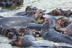 Hippopotamus (Hippopotamus amphibious) group bathing in the water Hippopotamus (Hippopotamus amphibious) group bathing in the water