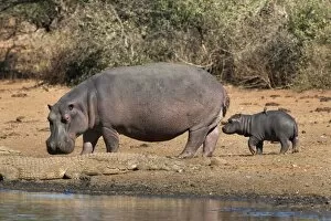 Images Dated 27th June 2012: Hippopotamus (Hippopotamus amphibius) with calf, Kruger National Park, Mpumalanga, South Africa