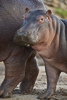 Hippopotamus (Hippopotamus amphibius) calf by its mother, Serengeti National Park Hippopotamus (Hippopotamus amphibius) calf by its mother, Serengeti National Park