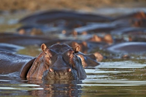 Hippopotamus (Hippopotamus amphibius) in a hippo pool, Serengeti National Park, Tanzania Hippopotamus (Hippopotamus amphibius) in a hippo pool, Serengeti National Park, Tanzania