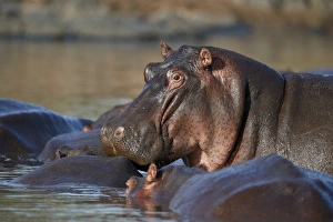 Hippopotamus (Hippopotamus amphibius) in a hippo pool, Serengeti National Park, Tanzania Hippopotamus (Hippopotamus amphibius) in a hippo pool, Serengeti National Park, Tanzania