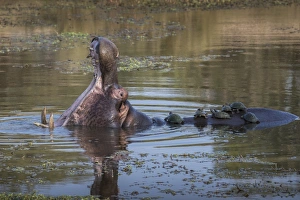Hippopotamus (Hippopotamus amphibius) with terrapins, Kruger National Park, South Africa Hippopotamus (Hippopotamus amphibius) with terrapins, Kruger National Park, South Africa