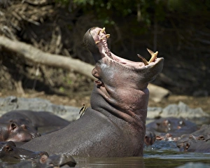 Hippopotamus (Hippopotamus amphibius) yawning, Serengeti National Park, Tanzania, East Africa Hippopotamus (Hippopotamus amphibius) yawning, Serengeti National Park, Tanzania, East Africa