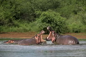 Embankment Gallery: Hippos fighting