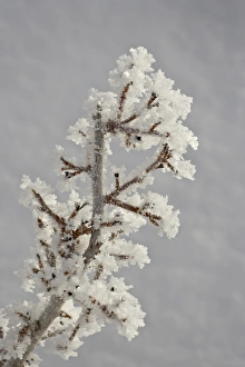 Hoar frost on a branch, Bryce Canyon National Park, Utah, United States of America Hoar frost on a branch, Bryce Canyon National Park, Utah, United States of America