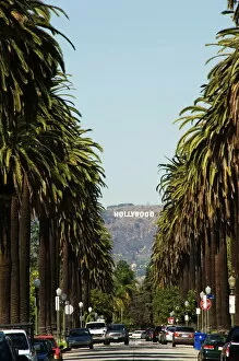 Street Collection: Hollywood Hills and The Hollywood sign from a tree