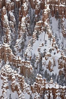 Hoodoos with fresh snow, Bryce Canyon National Park, Utah, United States of America Hoodoos with fresh snow, Bryce Canyon National Park, Utah, United States of America