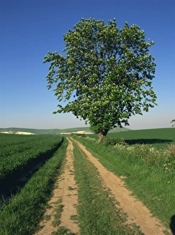 Horse chestnut tree by a farm track through fields on the South Downs in Sussex Horse chestnut tree by a farm track through fields on the South Downs in Sussex