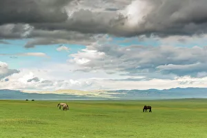 Central Asia Gallery: Horses grazing on the Mongolian steppe under a cloudy sky, South Hangay, Mongolia