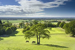 Horses grazing in a paddock at the hilltop village of Crayke in North Yorkshire Horses grazing in a paddock at the hilltop village of Crayke in North Yorkshire