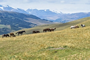 Horses, Ile-Alatau National Park, Tien Shan Mountains, Assy Plateau, Almaty, Kazakhstan Horses, Ile-Alatau National Park, Tien Shan Mountains, Assy Plateau, Almaty, Kazakhstan