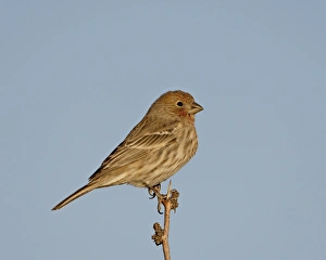 House finch (Carpodacus mexicanus), City of Rocks State Park, New Mexico House finch (Carpodacus mexicanus), City of Rocks State Park, New Mexico