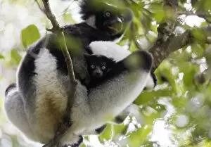 Howling Indri lemur (Indri indri), Analamazaotra Special Reserve, Andasibe, central area