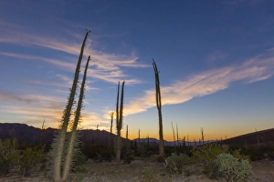 Huge Boojum Trees (Cirio) (Fouquieria columnaris) at sunset, near Bahia de Los Angeles, Baja California Norte, Mexico Huge Boojum Trees (Cirio) (Fouquieria columnaris) at sunset, near Bahia de Los Angeles, Baja California Norte, Mexico
