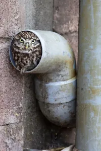 Prints of Little owl (Athene noctua) in drainpipe, captive, United Kingdom, Europe Related Prints: WorldInPrint: Little Owl in Drainpipe, Captive UK Print