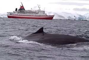Images Dated 6th March 2005: Humpback whale in front of cruise ship, Antarctica, Polar Regions