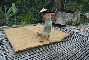 Iban tribeswoman raking through drying rice crop on sacking laid on bamboo longhouse verandah Iban tribeswoman raking through drying rice crop on sacking laid on bamboo longhouse verandah