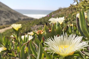 Images Dated 4th June 2012: Ice plant (Hottentot fig) (Carpobrotus edulis), yellow form, flowering in a dense carpet