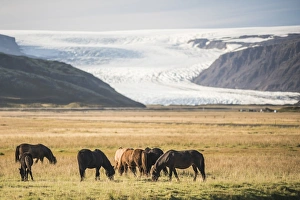 Icelandic horses with a glacier running down from the Vatnajokull Ice Cap behind Icelandic horses with a glacier running down from the Vatnajokull Ice Cap behind