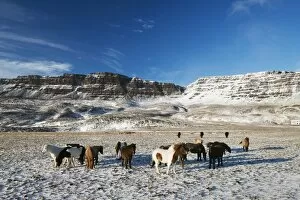 Images Dated 1st November 2012: Icelandic horses, Iceland, Polar Regions