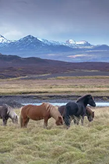 Related Images Gallery: Icelandic horses near Snorrastadir, snow-covered peaks of Ljosufjoll behind