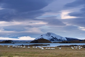 Icelandic sheep on east shore of Lake Myvatn, pseudo-craters and Mount Vindbelgjarfjall Icelandic sheep on east shore of Lake Myvatn, pseudo-craters and Mount Vindbelgjarfjall