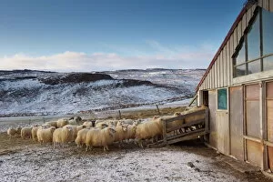 Related Images Gallery: Icelandic sheep near Lake Lagarfljot (Logurinn), near Egilsstadir, Fljotdalsherad valley
