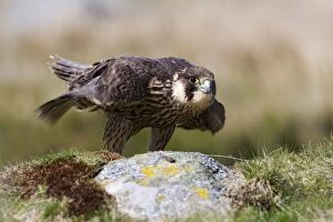 Immature Collection: Immature peregrine falcon (Falco peregrinus), captive, United Kingdom, Europe
