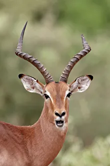 Images Dated 6th March 2011: Impala (Aepyceros melampus) buck chewing its cud, Kruger National Park