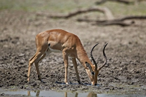 Impala (Aepyceros melampus) buck drinking, Selous Game Reserve, Tanzania, East Africa Impala (Aepyceros melampus) buck drinking, Selous Game Reserve, Tanzania, East Africa