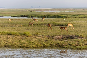 Impala (Aepyceros melampus), Chobe National Park, Botswana, Africa Impala (Aepyceros melampus), Chobe National Park, Botswana, Africa
