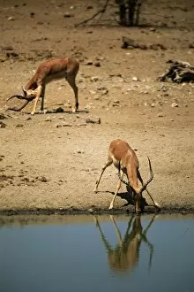 Related Images Collection: Impala (Aepyceros melampus) drinking, Mashatu Game Reserve, Botswana, Africa