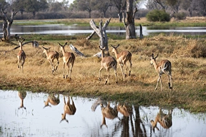 Impalas (Aepyceros melampus), Okavango delta, Botswana, Africa Impalas (Aepyceros melampus), Okavango delta, Botswana, Africa