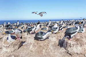 Imperial shags (Leucocarbo atriceps) colony, Sea Lion Island, Falkland Islands Imperial shags (Leucocarbo atriceps) colony, Sea Lion Island, Falkland Islands