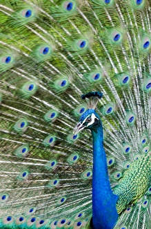 Indian peacock (Pavo cristatus), Waimea Valley Audubon Park, North Shore, Oahu, Hawaii Indian peacock (Pavo cristatus), Waimea Valley Audubon Park, North Shore, Oahu, Hawaii