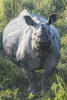 Indian rhinoceros (Rhinoceros unicornis) in elephant grass, Kaziranga National Park Indian rhinoceros (Rhinoceros unicornis) in elephant grass, Kaziranga National Park