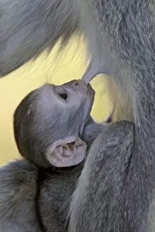Images Dated 14th November 2007: Infant Vervet Monkey (Chlorocebus aethiops) nursing, Kruger National Park
