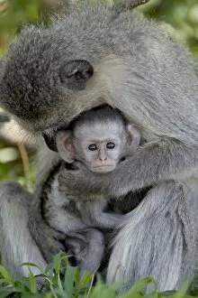 Images Dated 14th November 2007: Infant Vervet Monkey (Chlorocebus aethiops), Kruger National Park, South Africa, Africa