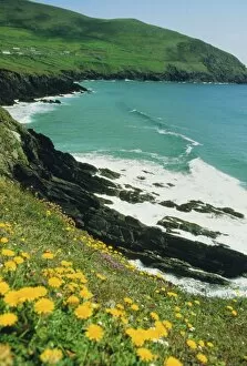Blooming Gallery: Irish summer colours, Slea Head, Dingle Peninsula, County Kerry, Munster