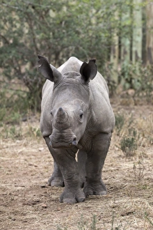 Ithuba, white rhino calf (Ceratotherium simum) orphaned by poaching Ithuba, white rhino calf (Ceratotherium simum) orphaned by poaching