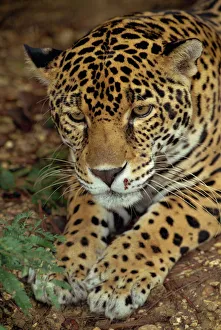 North America Gallery: Belize Collection