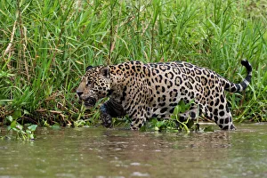 A jaguar (Panthera onca) walking along Cuiaba River bank, Pantanal, Mato Grosso, Brazil A jaguar (Panthera onca) walking along Cuiaba River bank, Pantanal, Mato Grosso, Brazil