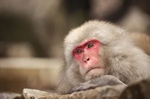 Japanese macaque, Jigokudani, Nagano, Japan, Asia Japanese macaque, Jigokudani, Nagano, Japan, Asia