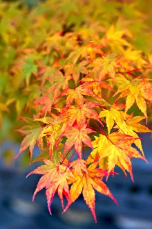 Japanese maple tree changing colour in autumn at Eikando temple in Kyoto, Japan, Asia Japanese maple tree changing colour in autumn at Eikando temple in Kyoto, Japan, Asia
